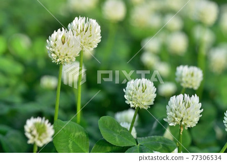 白爪草 照片素材 圖片 圖庫