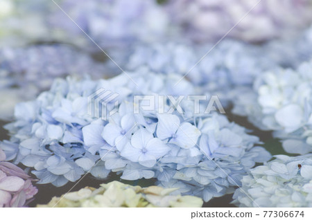 繡球花漂浮在水面上。 繡球花漂浮在水面上。 77306674
