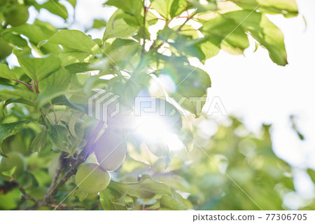 plum, tree, leaf, korea 77306705