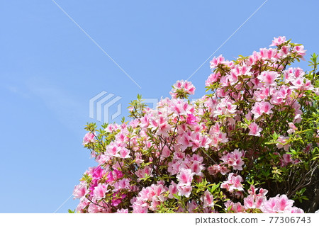 Azalea hedges and clear sky 77306743