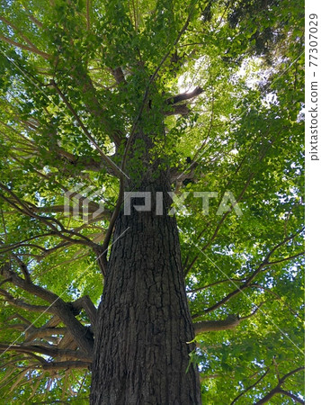 Ginkgo tree-ginkgo tree- Ginkgo tree-ginkgo tree- 77307029