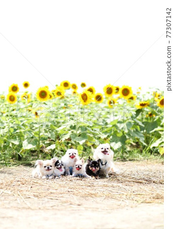 Chihuahua Chihuahua 77307142