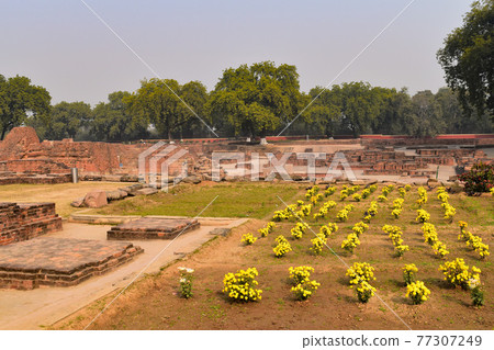 Yellow flowers blooming in the garden of Sarnat Yellow flowers blooming in the garden of Sarnat 77307249