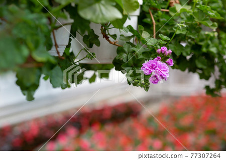 Beautiful blossom farm. Colorful plants for gardening in greenhouse 77307264