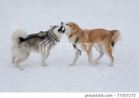 Akita inu puppy and siberian husky puppy in park. 77307275