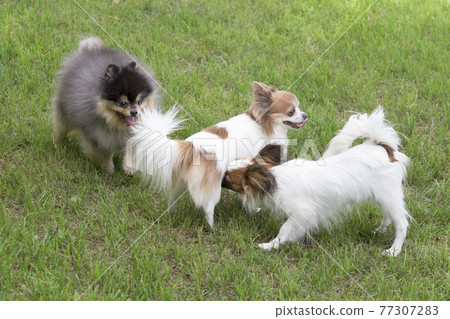 Three puppies are playing in the summer park. Pets 77307283