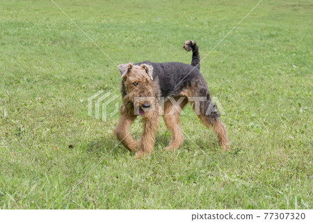 Airedale terrier is walking on a green grass. Airedale terrier is walking on a green grass. 77307320