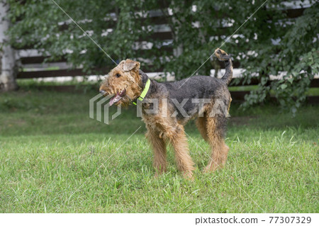 Cute airedale terrier is standing on a green grass Cute airedale terrier is standing on a green grass 77307329