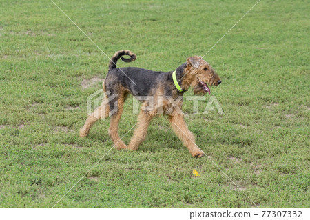 Cute airedale terrier is running on a green grass. Cute airedale terrier is running on a green grass. 77307332