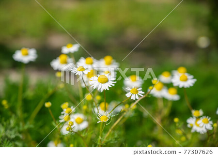 Chamomile Chamomile 77307626