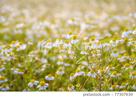 黃昏的洋甘菊田 黃昏的洋甘菊田 77307630