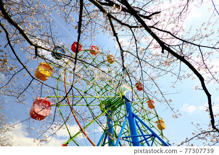 Beautiful spring scenery of sunny Shiroyama Park Beautiful spring scenery of sunny Shiroyama Park 77307739