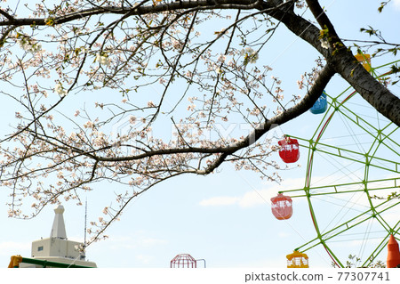 櫻花盛開的城山公園景色 77307741