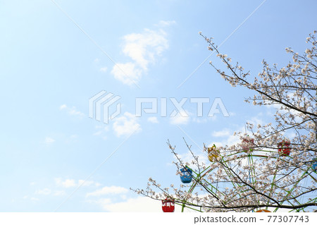 櫻花盛開的晴天城山公園 櫻花盛開的晴天城山公園 77307743