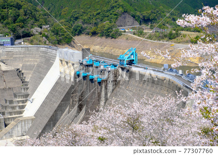 吉野櫻花樹背後的巨大水壩 吉野櫻花樹背後的巨大水壩 77307760