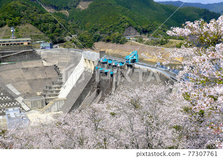 櫻花盛開的水壩景色 櫻花盛開的水壩景色 77307761