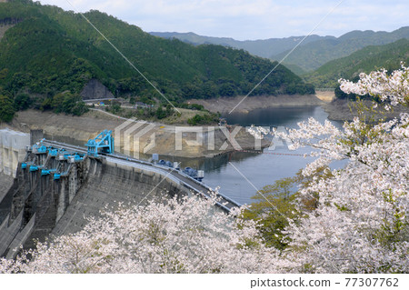 春季鶴田壩湖與深山公路 春季鶴田壩湖與深山公路 77307762