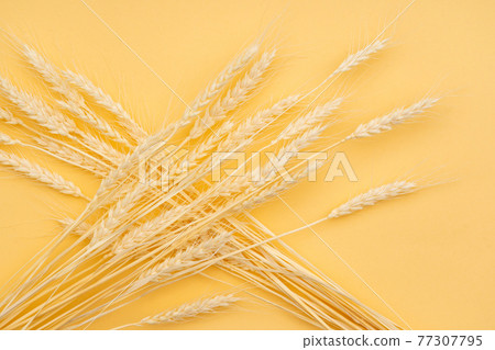 Background material wheat 77307795