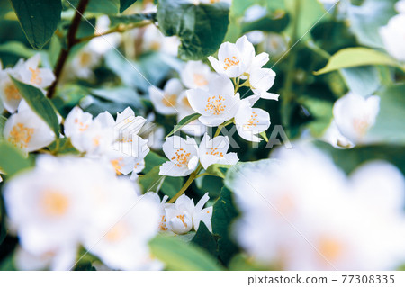 Beautiful white jasmine blossom flowers in spring time. Background with flowering jasmin bush. Inspirational natural floral spring blooming garden or park. Flower art design. Aromatherapy concept. Beautiful white jasmine blossom flowers in spring time. Background with flowering jasmin bush. Inspirational natural floral spring blooming garden or park. Flower art design. Aromatherapy concept. 77308335