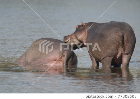 Playing Hippopotamus , Kruger National Park , Africa 77308503