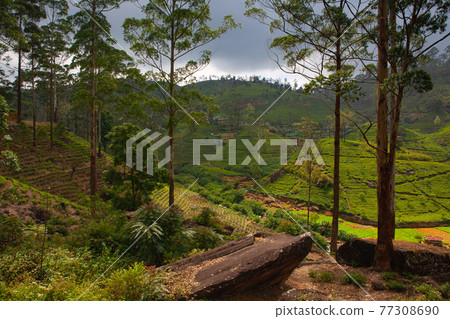 Nuwara Eliya tea plantation before storm, Sri Lanka. Nuwara Eliya tea plantation before storm, Sri Lanka. 77308690