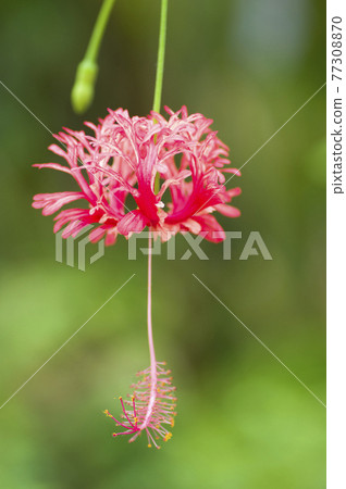 Shoeblackplant (Shoeblackplant) flowers are in bloom in the botanical garden. 77308870