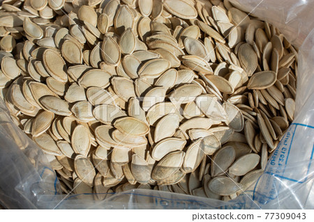 Pumpkin seeds.  Background texture of the pumpkin seeds 77309043