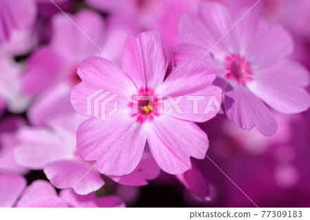 草坪櫻花花瓣 77309183