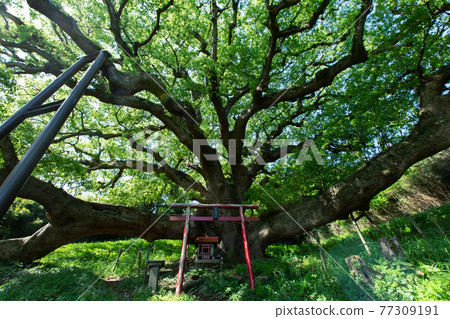 Shishijima, a mysterious small island with a 1200-year-old giant tree Shishijima, a mysterious small island with a 1200-year-old giant tree 77309191