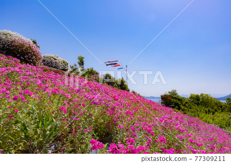擁有1200年樹齡的巨樹的神秘小島石島島 擁有1200年樹齡的巨樹的神秘小島石島島 77309211