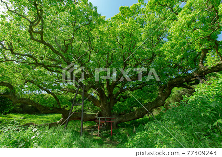 Shishijima, a mysterious small island with a 1200-year-old giant tree Shishijima, a mysterious small island with a 1200-year-old giant tree 77309243