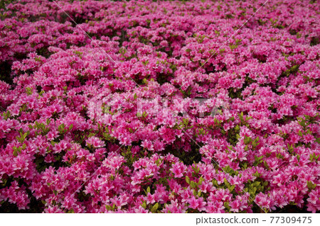 久留米杜鵑麒麟 久留米杜鵑麒麟 77309475