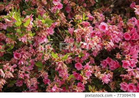 枯萎的久留米杜鵑麒麟 77309476