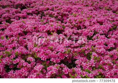 久留米杜鵑麒麟 77309478