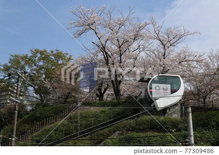 飛鳥山公園Ascargo和櫻花 77309486