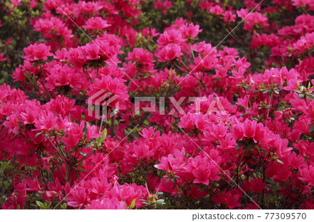 Kurume Tsutsuji Waka Kaede 77309570