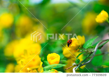 Saitama Prefecture Ikukoshi Town Historic Site Yamabuki no Sato Ladybugs 77309609