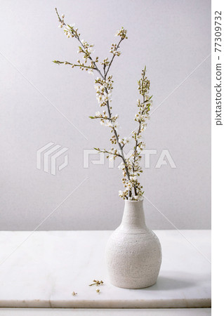 Blossom cherry branches in white porcelain vase 77309732