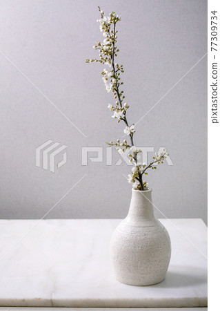 Blossom cherry branches in white porcelain vase 77309734