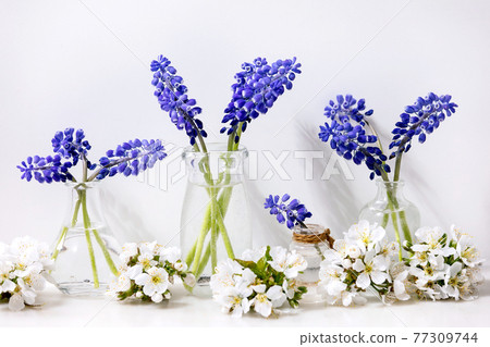 Tender blue muscari flowers in glass jugs 77309744