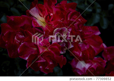 嘉葉町公園的五月紅玫瑰 77309852