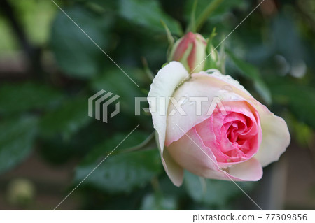 Pink roses in Kayoicho Park 77309856