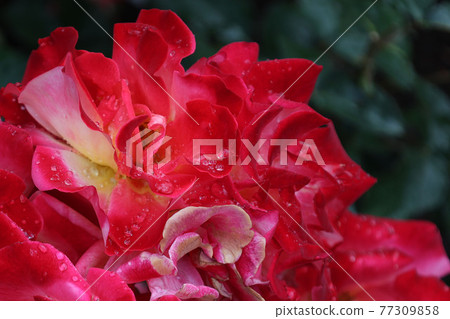 Red roses in Kayoicho Park 77309858