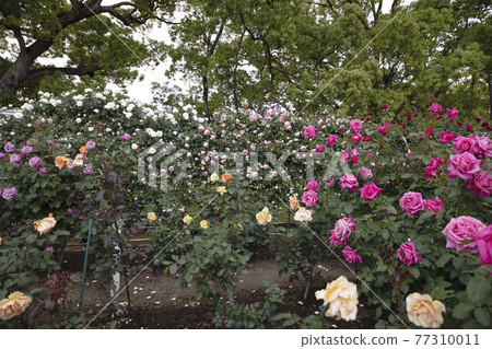 嘉葉町公園的玫瑰園 嘉葉町公園的玫瑰園 77310011