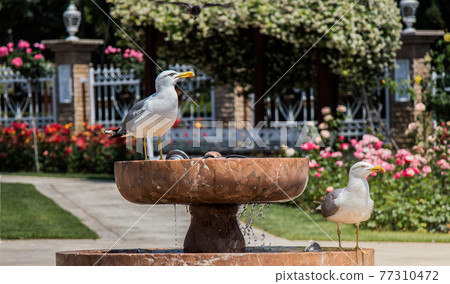Seagull as sea bird in rose garden by the fountain 77310472