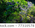 Wisteria flower ③ (Orton effect) 77310578
