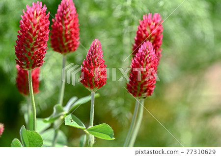 Strawberry candle 77310629