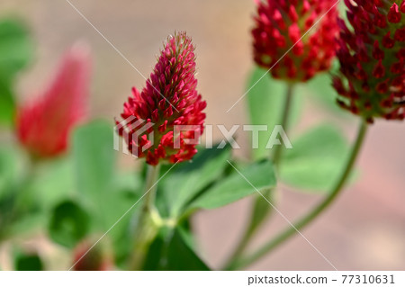 Strawberry candle 77310631