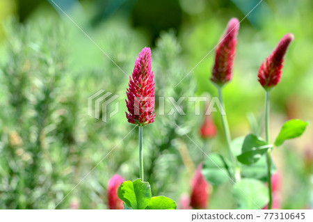 Strawberry candle 77310645