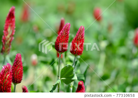 Strawberry candle Strawberry candle 77310658